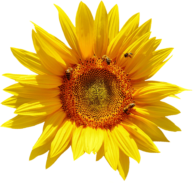Sonnenblume Natuvita